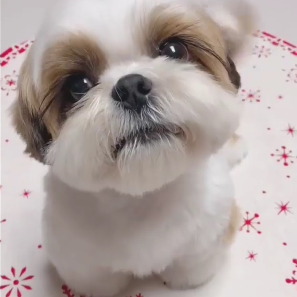 Meet your Posher, Jason